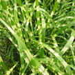 Ozdobnice čínská 'Strictus' - Miscanthus sinensis 'Strictus'