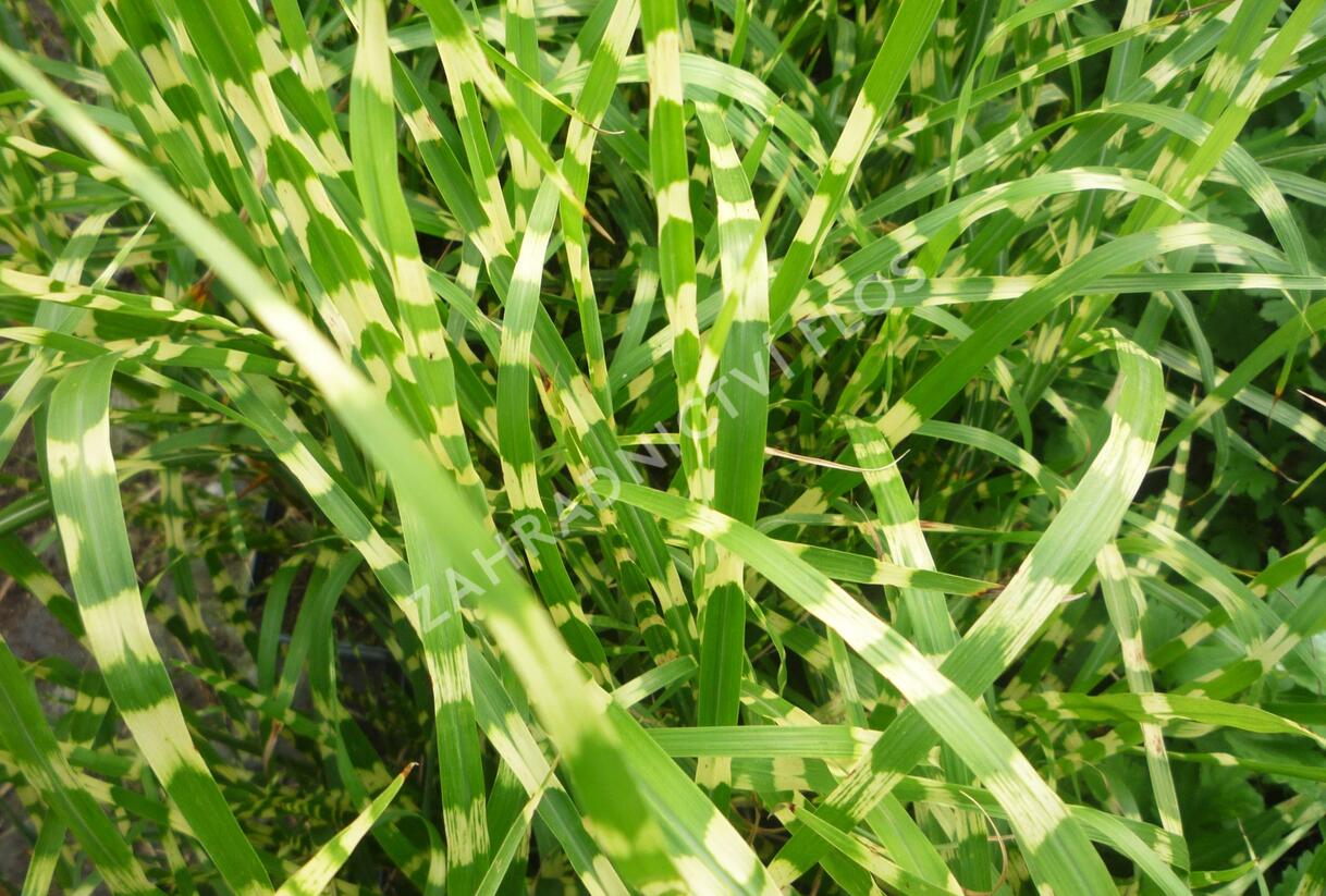 Ozdobnice čínská 'Strictus' - Miscanthus sinensis 'Strictus'