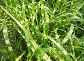 Ozdobnice čínská 'Strictus' - Miscanthus sinensis 'Strictus'