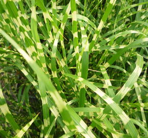 Ozdobnice čínská 'Strictus' - Miscanthus sinensis 'Strictus'