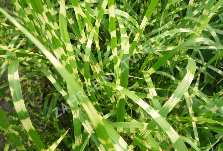 Ozdobnice čínská 'Strictus' - Miscanthus sinensis 'Strictus'
