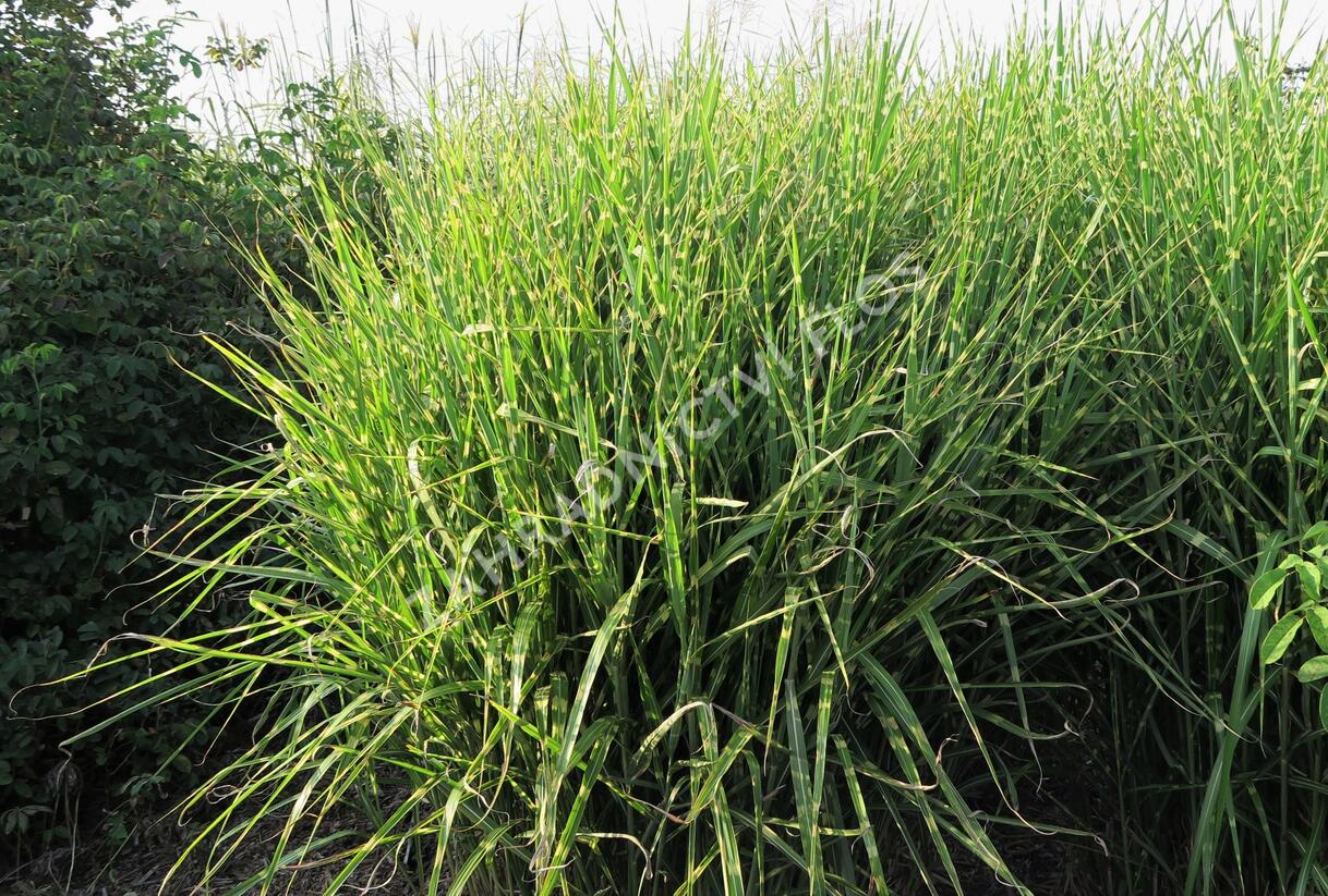 Ozdobnice čínská 'Strictus' - Miscanthus sinensis 'Strictus'