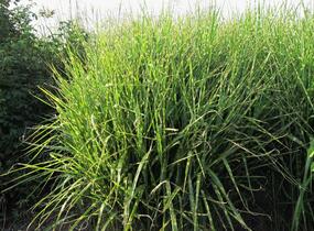 Ozdobnice čínská 'Strictus' - Miscanthus sinensis 'Strictus'