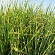 Ozdobnice čínská 'Strictus' - Miscanthus sinensis 'Strictus'