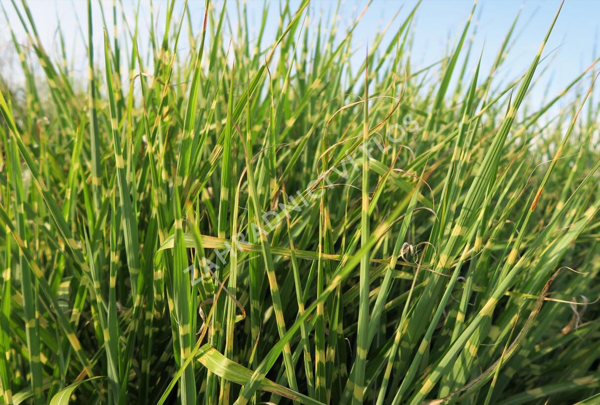 Ozdobnice čínská 'Strictus' - Miscanthus sinensis 'Strictus'