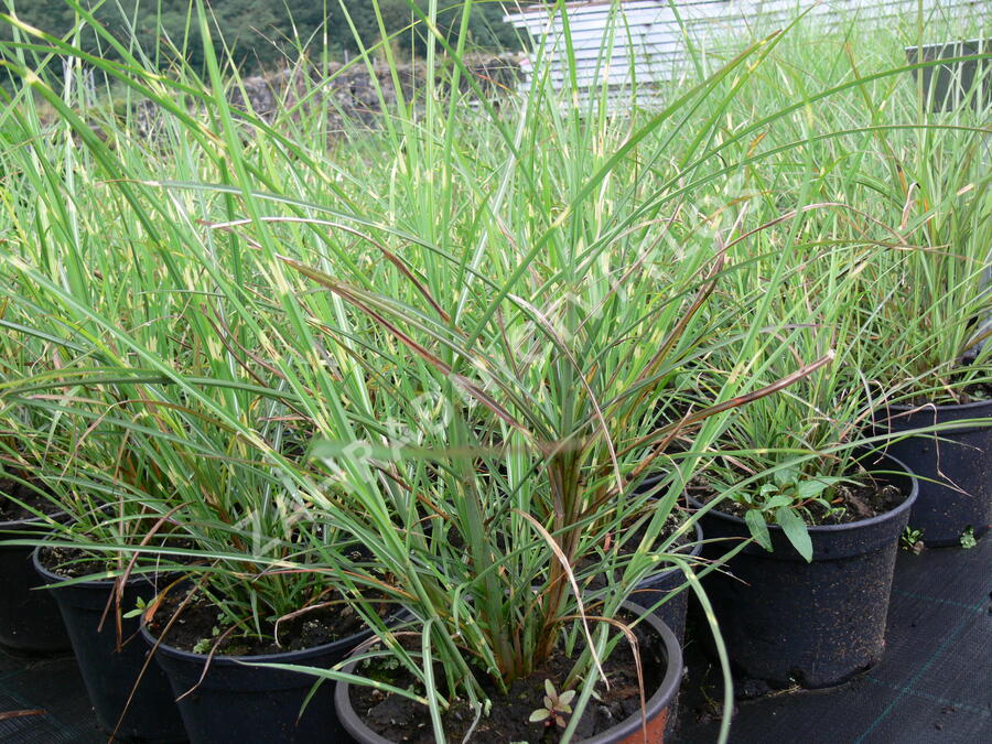 Ozdobnice čínská 'Puenktchen' - Miscanthus sinensis 'Puenktchen'