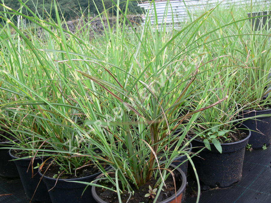 Ozdobnice čínská 'Puenktchen' - Miscanthus sinensis 'Puenktchen'