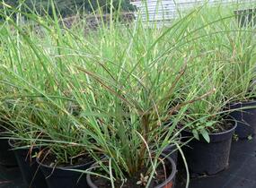 Ozdobnice čínská 'Puenktchen' - Miscanthus sinensis 'Puenktchen'