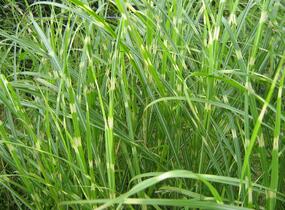 Ozdobnice čínská 'Puenktchen' - Miscanthus sinensis 'Puenktchen'