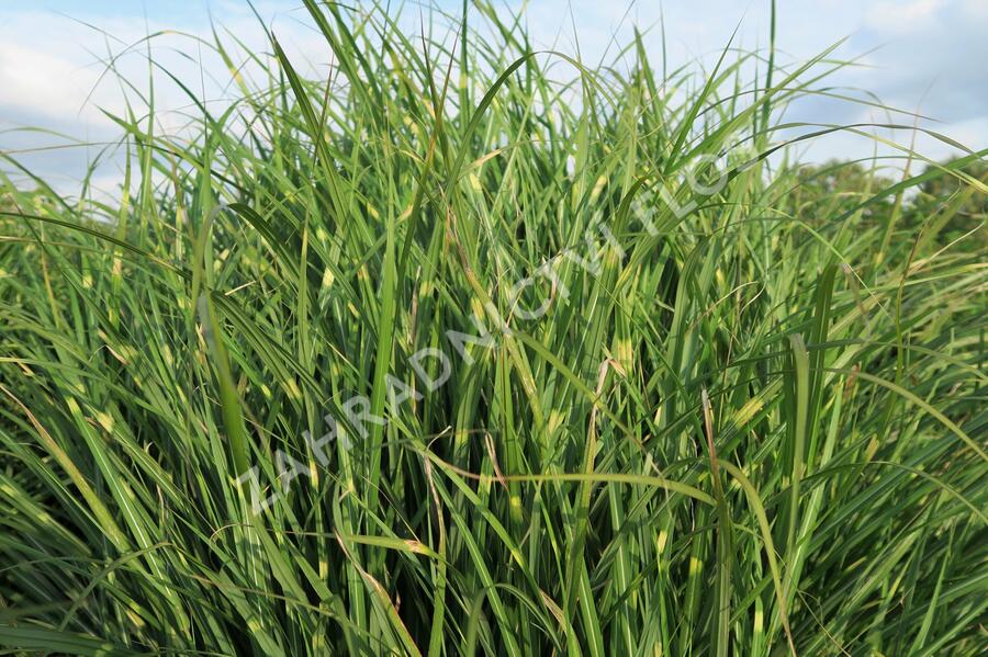 Ozdobnice čínská 'Puenktchen' - Miscanthus sinensis 'Puenktchen'