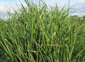 Ozdobnice čínská 'Puenktchen' - Miscanthus sinensis 'Puenktchen'