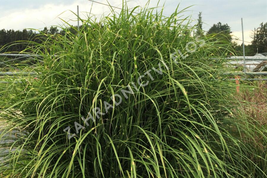 Ozdobnice čínská 'Puenktchen' - Miscanthus sinensis 'Puenktchen'