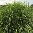 Ozdobnice čínská 'Puenktchen' - Miscanthus sinensis 'Puenktchen'