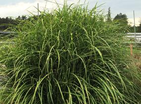Ozdobnice čínská 'Puenktchen' - Miscanthus sinensis 'Puenktchen'
