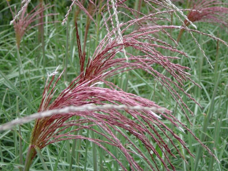 Ozdobnice čínská 'Malepartus' - Miscanthus sinensis 'Malepartus'