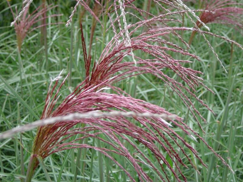 Ozdobnice čínská 'Malepartus' - Miscanthus sinensis 'Malepartus'