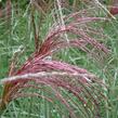 Ozdobnice čínská 'Malepartus' - Miscanthus sinensis 'Malepartus'