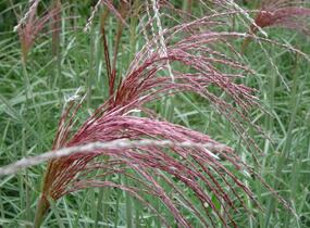 Ozdobnice čínská 'Malepartus' - Miscanthus sinensis 'Malepartus'