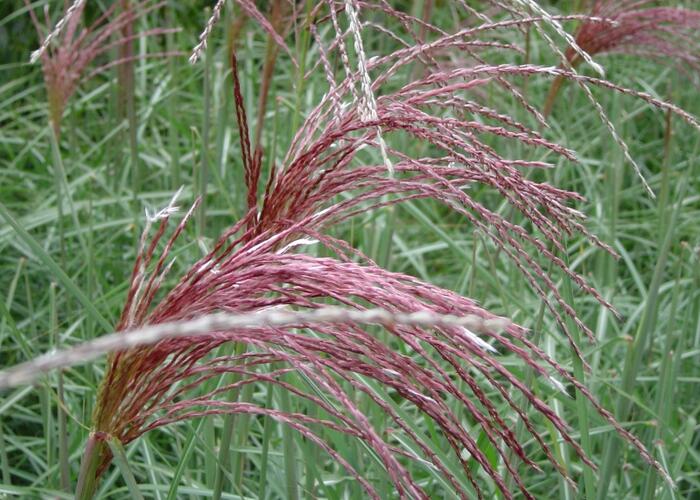 Ozdobnice čínská 'Malepartus' - Miscanthus sinensis 'Malepartus'