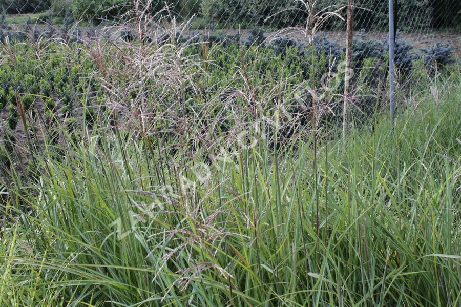 Ozdobnice čínská 'Malepartus' - Miscanthus sinensis 'Malepartus'