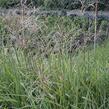 Ozdobnice čínská 'Malepartus' - Miscanthus sinensis 'Malepartus'