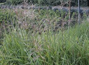 Ozdobnice čínská 'Malepartus' - Miscanthus sinensis 'Malepartus'