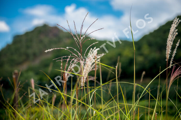 Ozdobnice čínská 'Malepartus' - Miscanthus sinensis 'Malepartus'