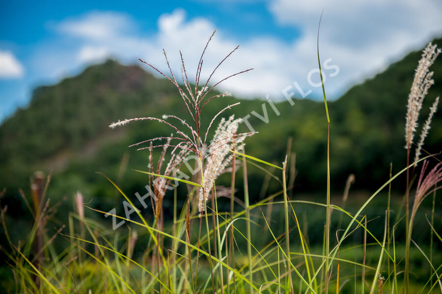 Ozdobnice čínská 'Malepartus' - Miscanthus sinensis 'Malepartus'