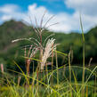 Ozdobnice čínská 'Malepartus' - Miscanthus sinensis 'Malepartus'