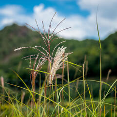 Ozdobnice čínská 'Malepartus' - Miscanthus sinensis 'Malepartus'