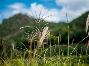 Ozdobnice čínská 'Malepartus' - Miscanthus sinensis 'Malepartus'