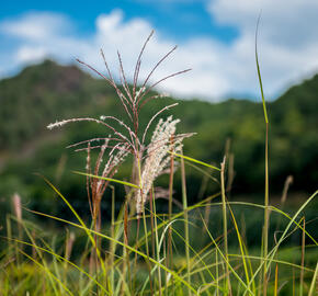 Ozdobnice čínská 'Malepartus' - Miscanthus sinensis 'Malepartus'