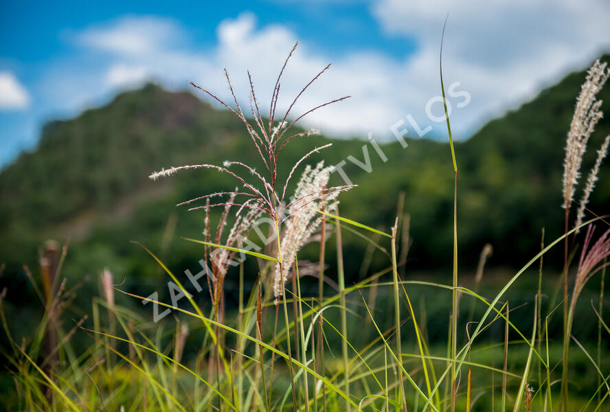 Ozdobnice čínská 'Malepartus' - Miscanthus sinensis 'Malepartus'
