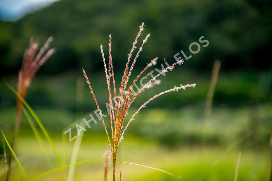 Ozdobnice čínská 'Malepartus' - Miscanthus sinensis 'Malepartus'