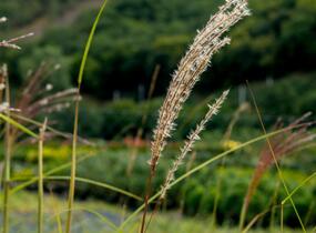 Ozdobnice čínská 'Malepartus' - Miscanthus sinensis 'Malepartus'