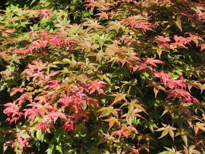 Javor dlanitolistý 'Corallinum' - Acer palmatum 'Corallinum'