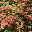 Javor dlanitolistý 'Corallinum' - Acer palmatum 'Corallinum'