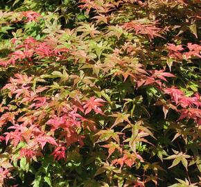 Javor dlanitolistý 'Corallinum' - Acer palmatum 'Corallinum'