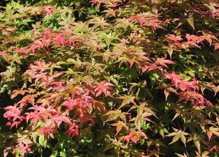 Javor dlanitolistý 'Corallinum' - Acer palmatum 'Corallinum'