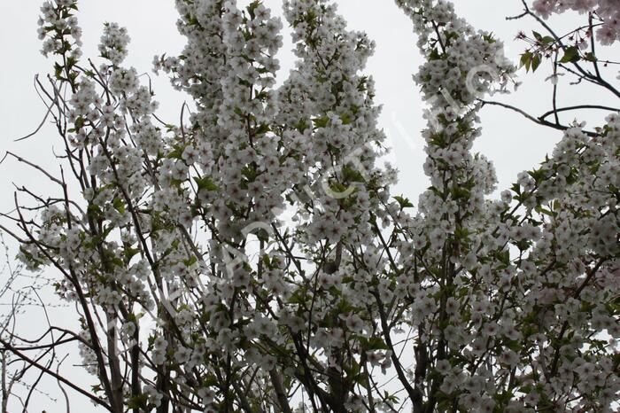 Slivoň vyříznutá 'Umineko' - Prunus incisa 'Umineko'