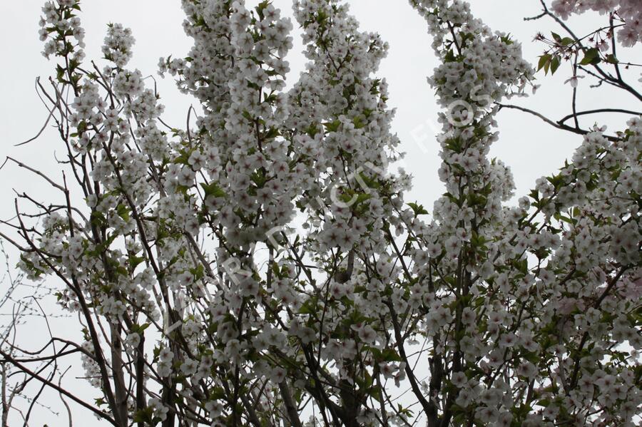 Slivoň vyříznutá 'Umineko' - Prunus incisa 'Umineko'