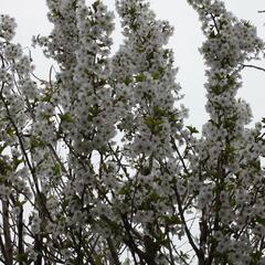 Slivoň vyříznutá 'Umineko' - Prunus incisa 'Umineko'