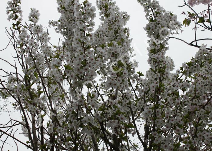 Slivoň vyříznutá 'Umineko' - Prunus incisa 'Umineko'