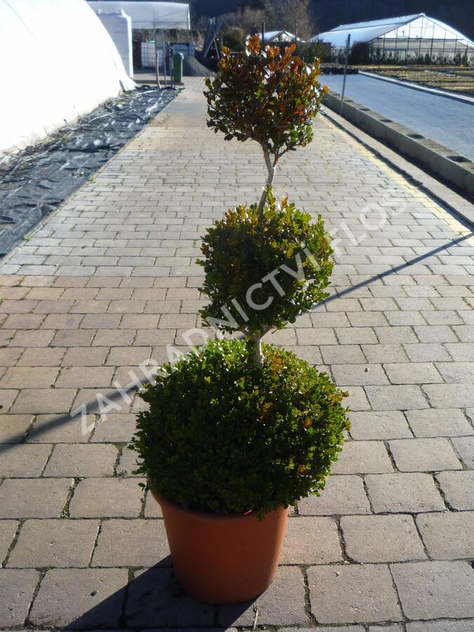 Zimostráz malolistý 'Faulkner' - 3 koule - Buxus microphylla 'Faulkner' - 3 koule