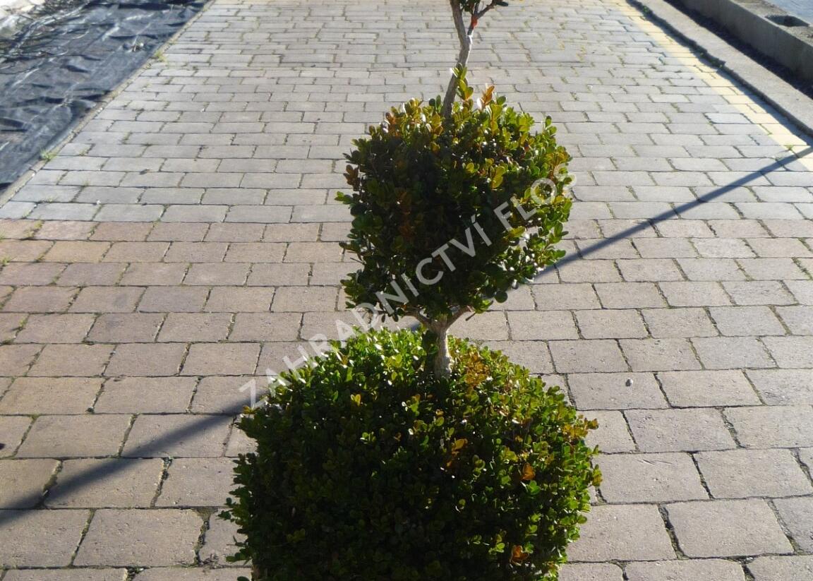 Zimostráz malolistý 'Faulkner' - 3 koule - Buxus microphylla 'Faulkner' - 3 koule