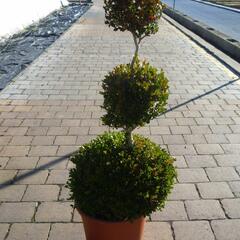 Zimostráz malolistý 'Faulkner' - 3 koule - Buxus microphylla 'Faulkner' - 3 koule