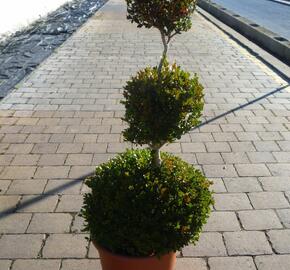 Zimostráz malolistý 'Faulkner' - 3 koule - Buxus microphylla 'Faulkner' - 3 koule