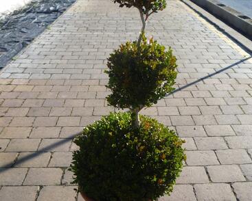 Zimostráz malolistý 'Faulkner' - 3 koule