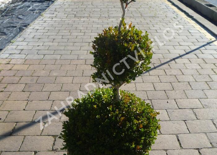 Zimostráz obecný 'Faulkner' - 3 koule - Buxus microphylla 'Faulkner' - 3 koule