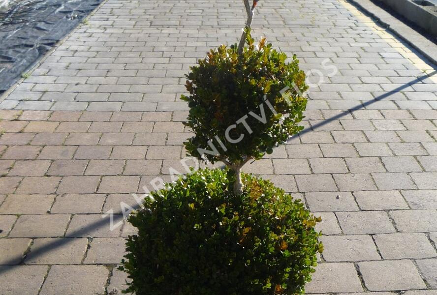 Zimostráz malolistý 'Faulkner' - 3 koule - Buxus microphylla 'Faulkner' - 3 koule